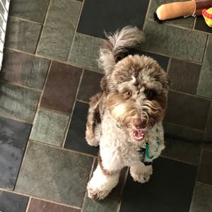 Meet your Posher, Denali